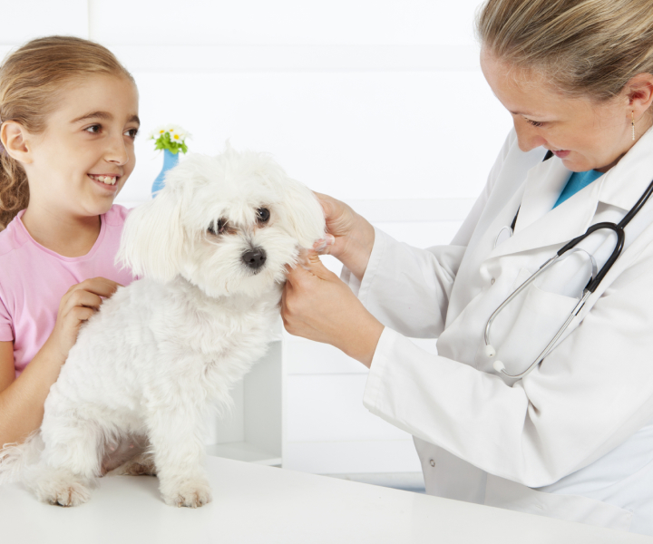 Young girl with poodle and vet