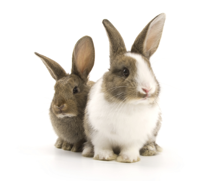 Two bunny rabbits